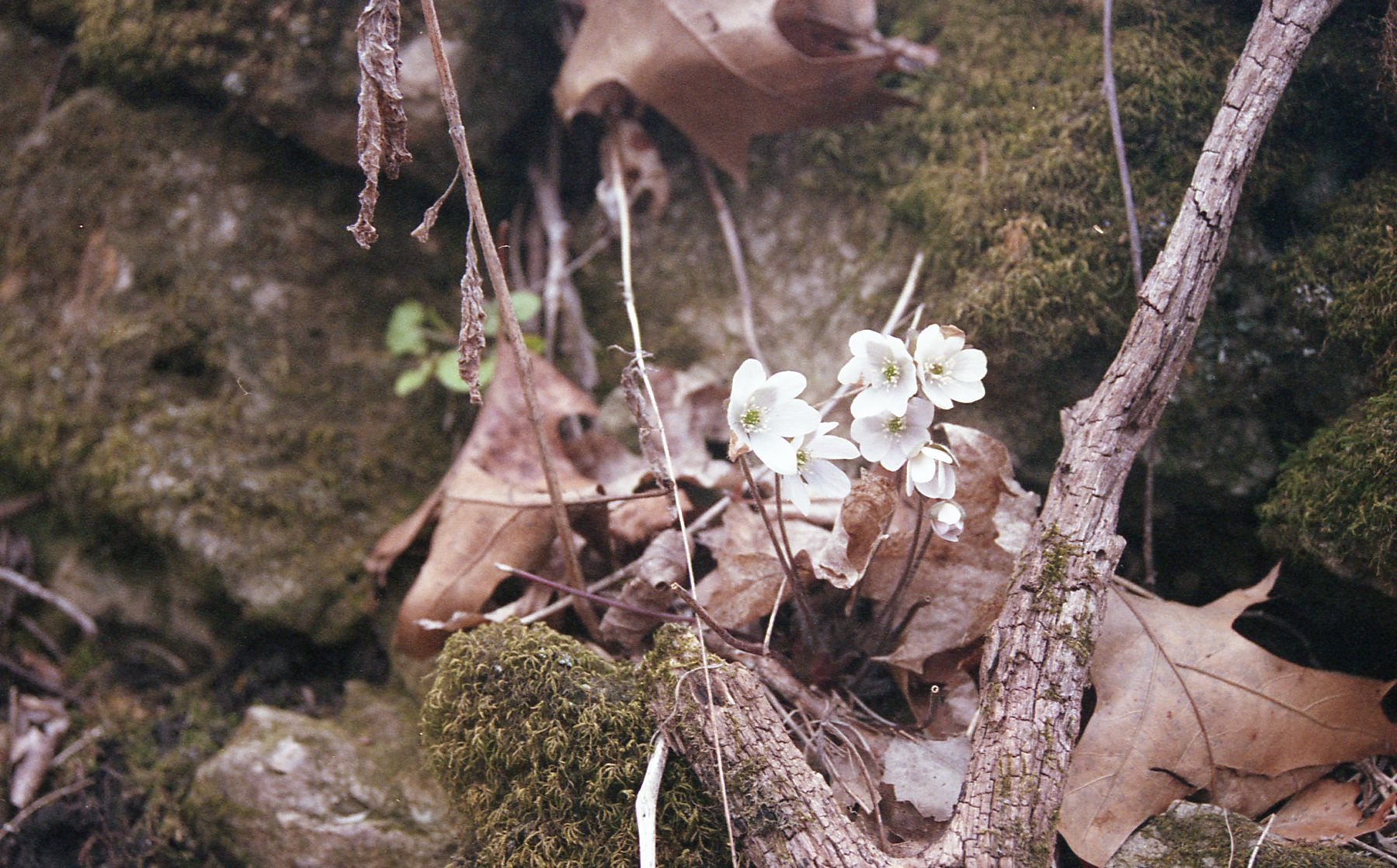 hepatica wyalusing